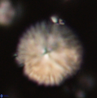 Davidbukrya claracirculus 59695