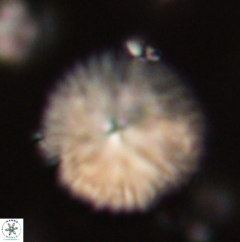 Davidbukrya claracirculus 59695