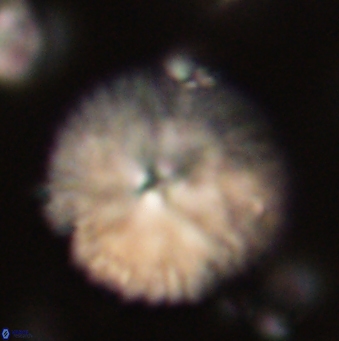 Davidbukrya claracirculus 59696