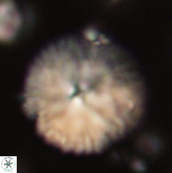 Davidbukrya claracirculus 59696