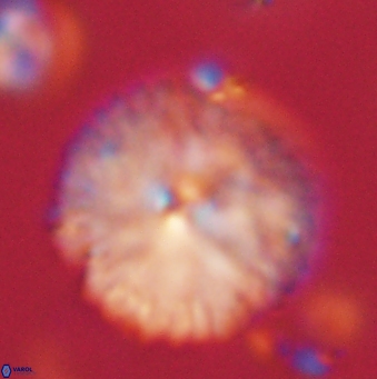 Davidbukrya claracirculus 59697