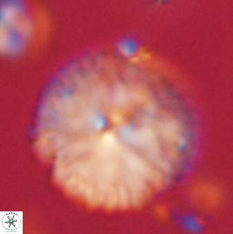 Davidbukrya claracirculus 59697