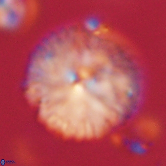 Davidbukrya claracirculus 59698