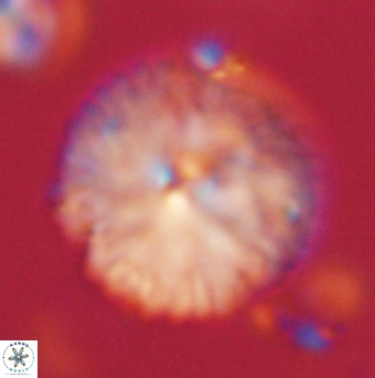 Davidbukrya claracirculus 59698
