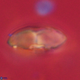 Davidbukrya claracirculus 59699