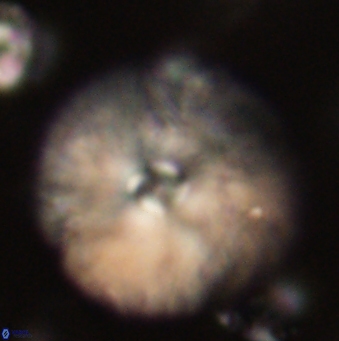 Davidbukrya claracirculus 59692