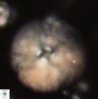 Davidbukrya claracirculus 59692