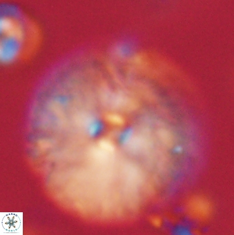Davidbukrya claracirculus 59693