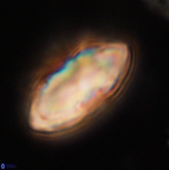 Davidbukrya claracirculus 59704