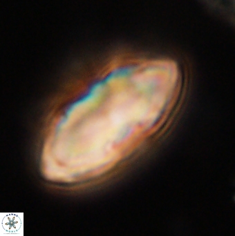 Davidbukrya claracirculus 59704