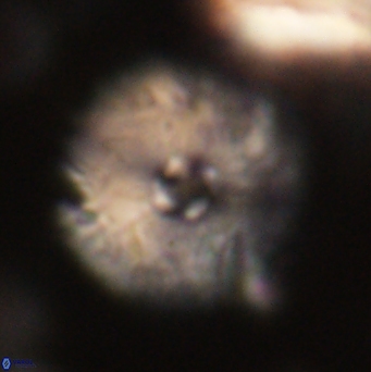 Davidbukrya claracirculus 59705