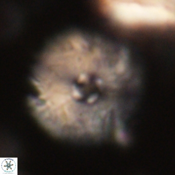 Davidbukrya claracirculus 59705
