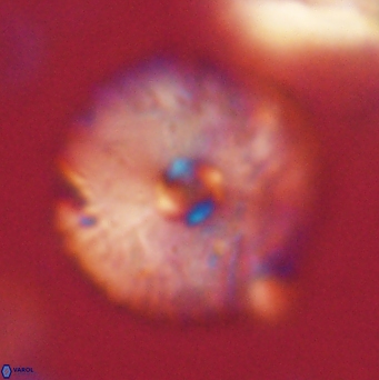 Davidbukrya claracirculus 59706