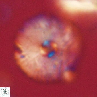 Davidbukrya claracirculus 59706