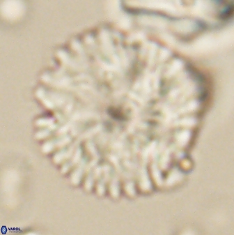 Davidbukrya claracirculus 59707