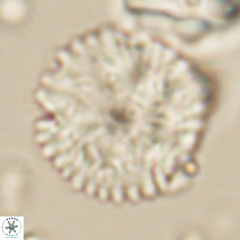 Davidbukrya claracirculus 59707