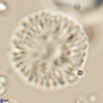 Davidbukrya claracirculus 59708