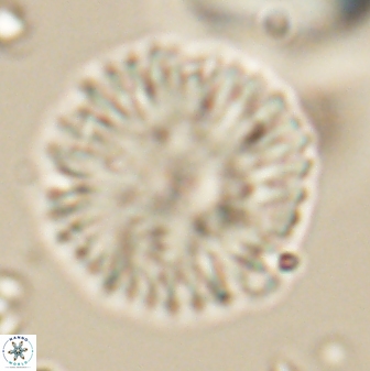 Davidbukrya claracirculus 59708