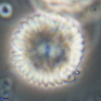 Davidbukrya claracirculus 59709