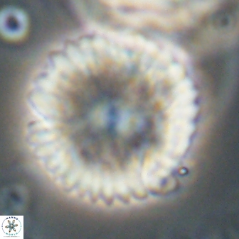 Davidbukrya claracirculus 59709