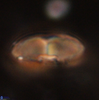 Davidbukrya claracirculus 59700