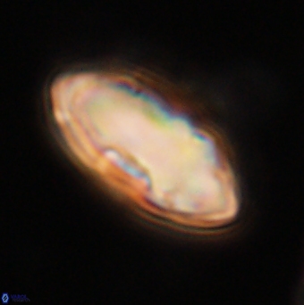 Davidbukrya claracirculus 59701