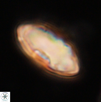 Davidbukrya claracirculus 59701