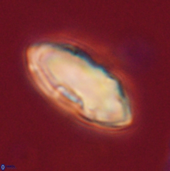 Davidbukrya claracirculus 59702