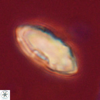 Davidbukrya claracirculus 59702