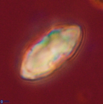 Davidbukrya claracirculus 59703