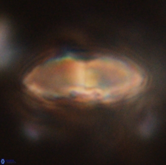 Davidbukrya claracirculus 59714