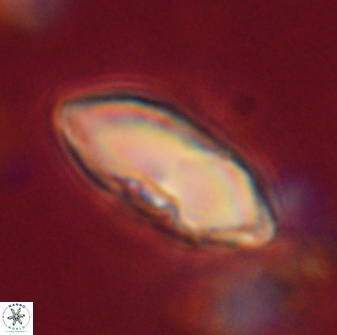 Davidbukrya claracirculus 59716