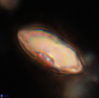 Davidbukrya claracirculus 59717