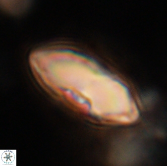 Davidbukrya claracirculus 59717
