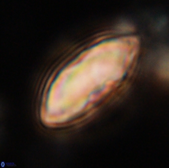 Davidbukrya claracirculus 59718