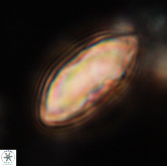 Davidbukrya claracirculus 59718