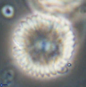 Davidbukrya claracirculus 59710