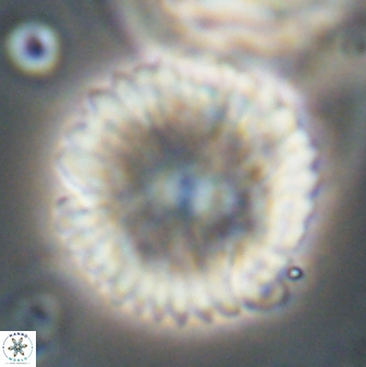 Davidbukrya claracirculus 59710