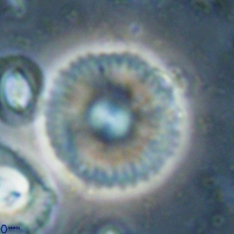 Davidbukrya claracirculus 60245