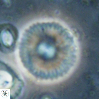 Davidbukrya claracirculus 60245