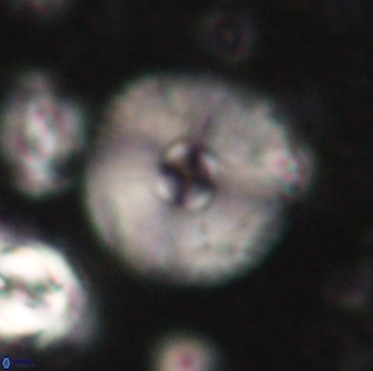 Davidbukrya claracirculus 60240