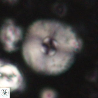 Davidbukrya claracirculus 60240
