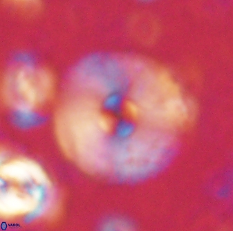 Davidbukrya claracirculus 60241