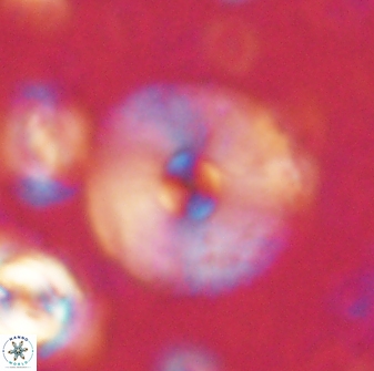 Davidbukrya claracirculus 60241