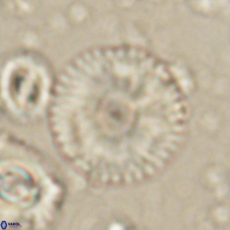 Davidbukrya claracirculus 60242