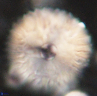 Davidbukrya claracirculus 60349