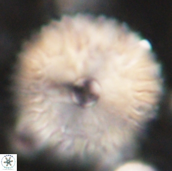 Davidbukrya claracirculus 60349