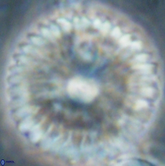 Davidbukrya claracirculus 60354