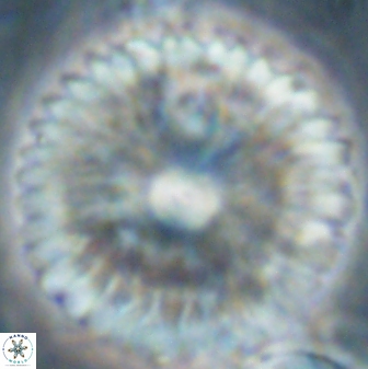 Davidbukrya claracirculus 60354