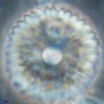 Davidbukrya claracirculus 60355